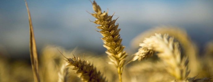 What is Health? What is Health?